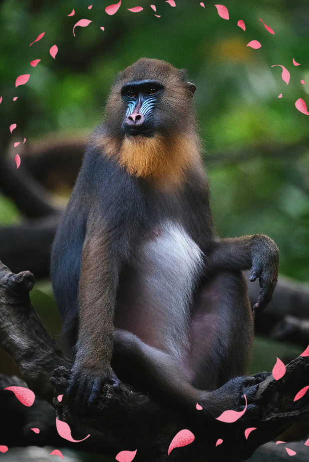 image-批量裁剪jpg图片,多个png图片批量裁剪,一键裁剪100个图片