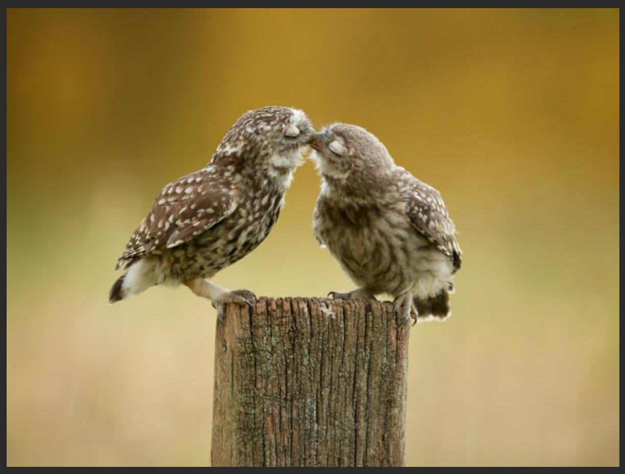 image-图片如何加水印,图片批量加水印,图片加logo水印